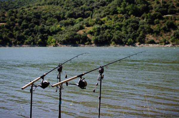 Karpfen Set up