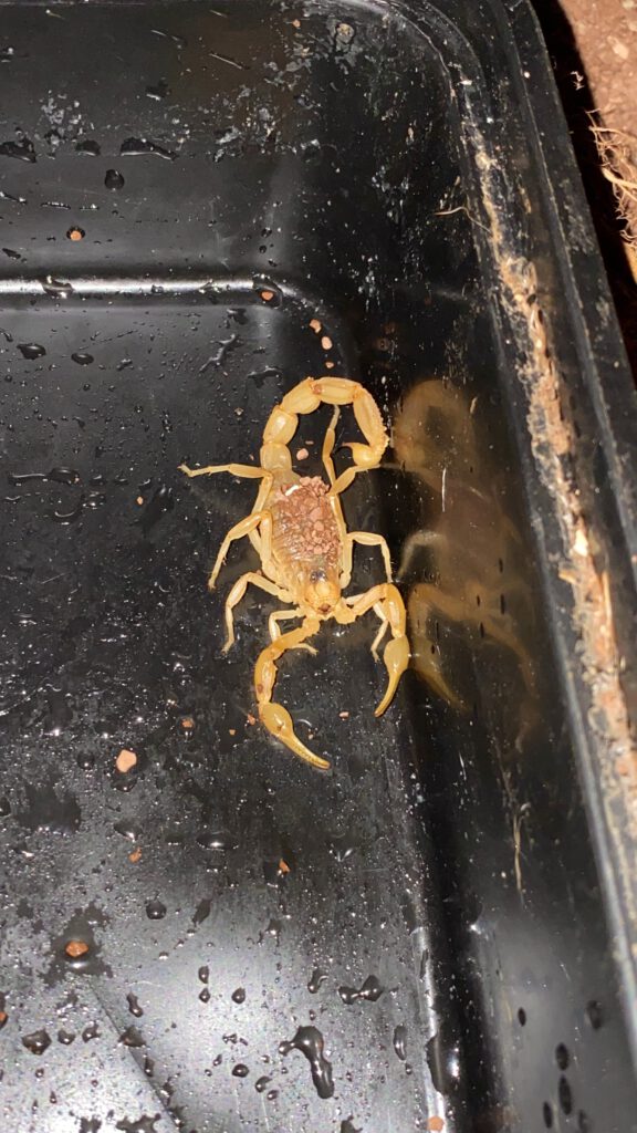 gelber Skorpion Südfrankreich