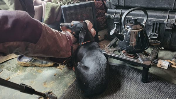 Deutscher Jagdterrier vor der Zeltheizung